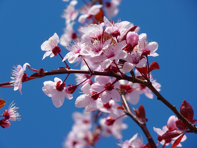 Check Out the Seasonal Cherry Blossom PUB Pop-Up Bar