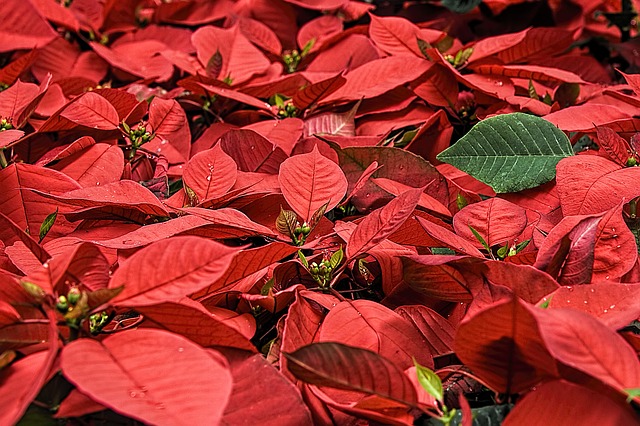 Don’t Miss Season’s Greenings: America’s Gardens at the US Botanic Garden