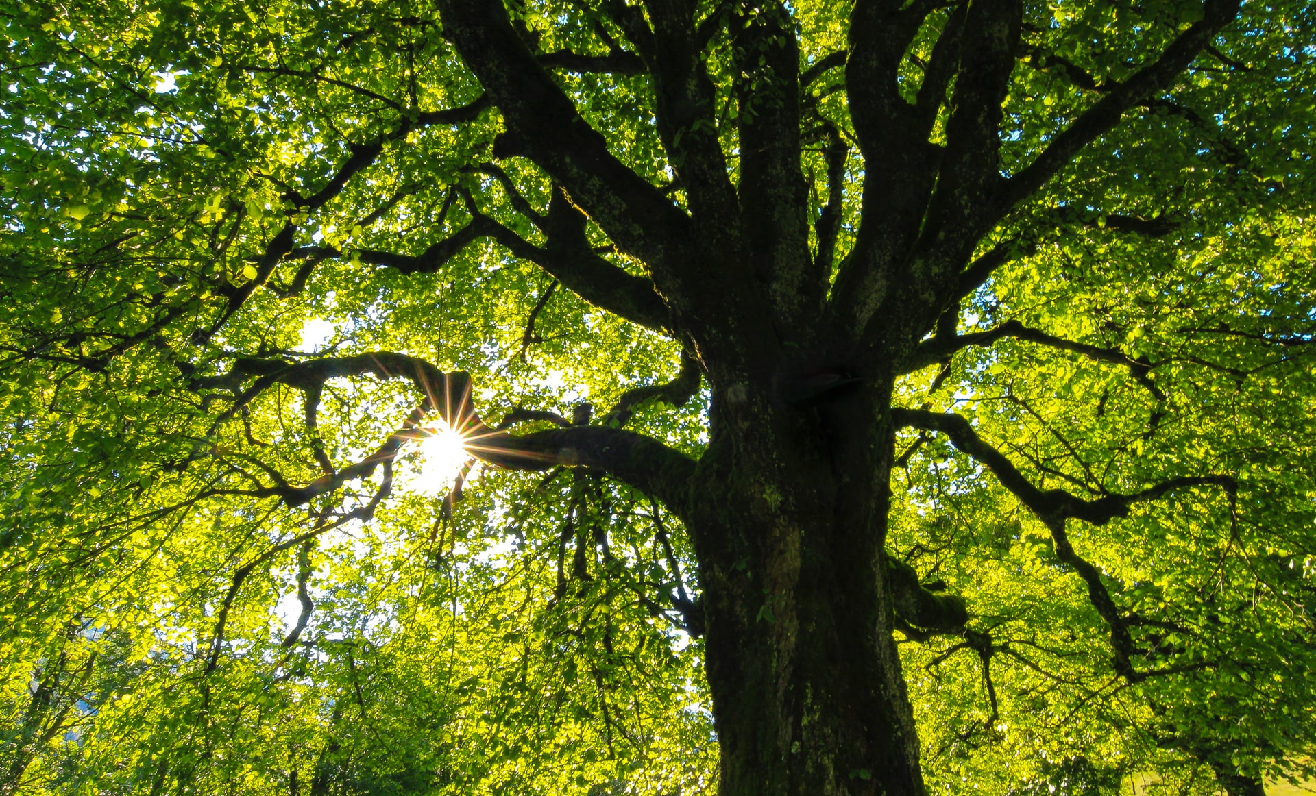Nature Meets History at Tregaron Conservancy