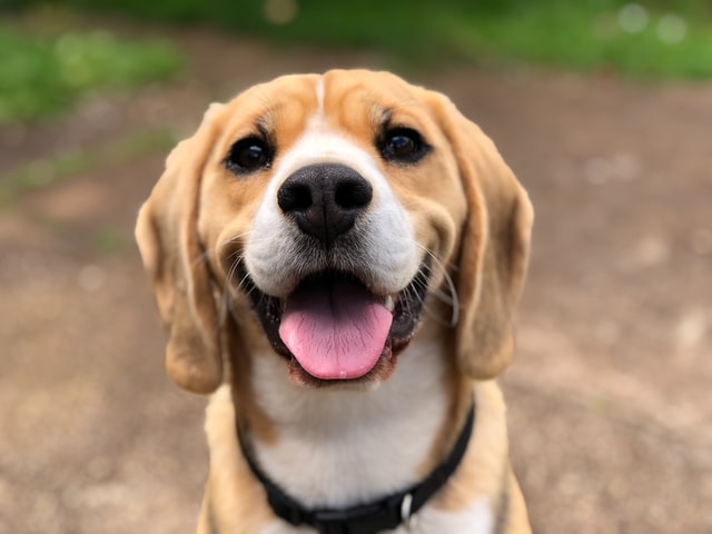 Bring Your Pup to Yappy Hour This Sunday